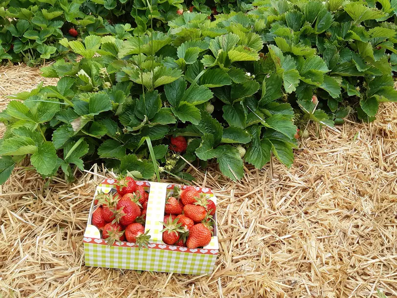 Grabmann's Erdbeeren in Merching